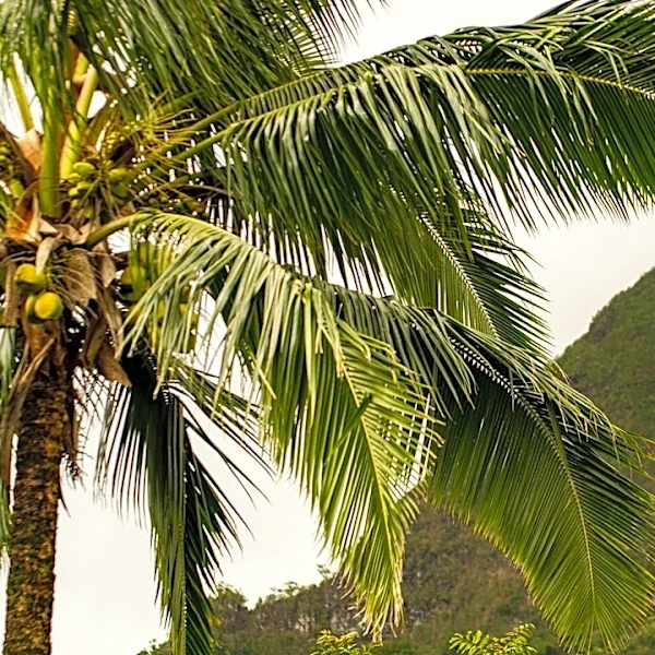 Tropical System May Bring Heavy Rain to Hawaii