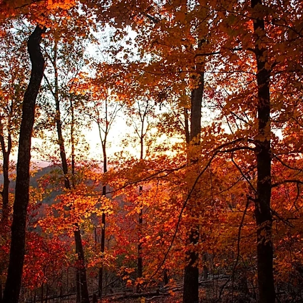 Georgia's First 50-Degree Mornings Expected in October