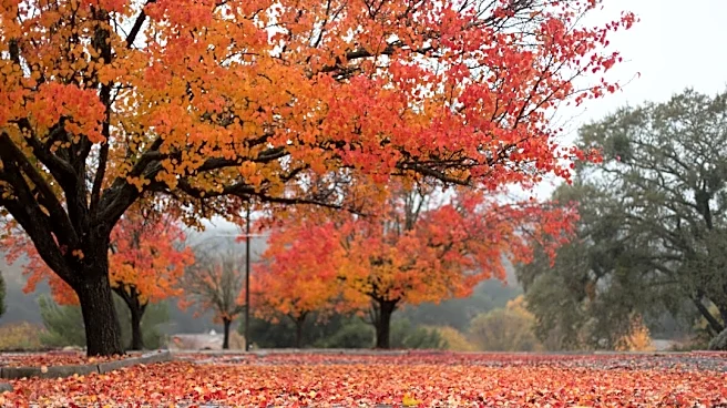 Strong El Niño Shapes 2026 Fall Weather Outlook
