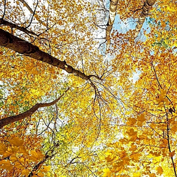 Cooler Fall Weather Arrives in Minnesota