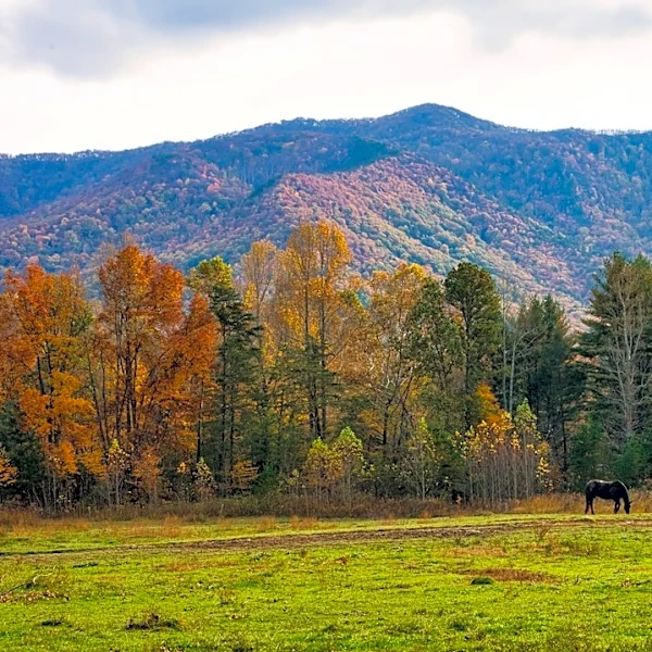 Understanding the Beauty of Great Smoky Mountains Foliage