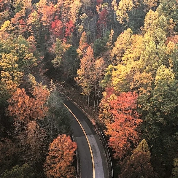How to Use Fall Foliage Prediction Tools for Your Next Adventure