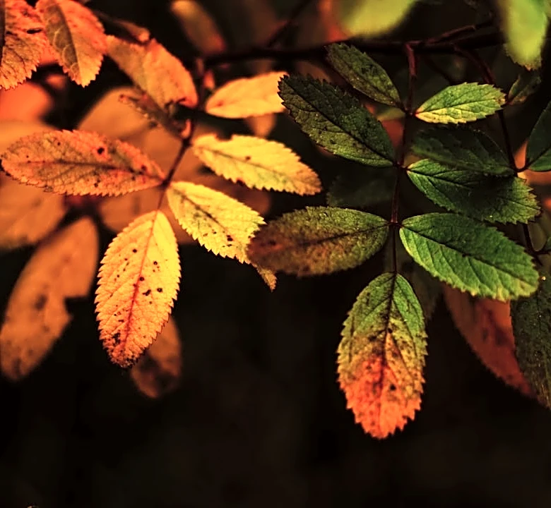 What Temperature Makes Leaves Change Color?