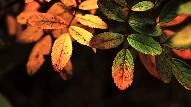 What Temperature Makes Leaves Change Color?