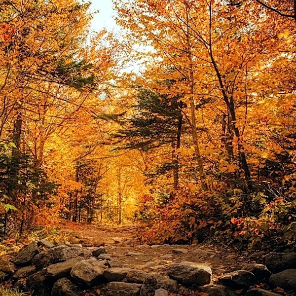 New Fall Color Tracker Covers U.S. Parks & Forests