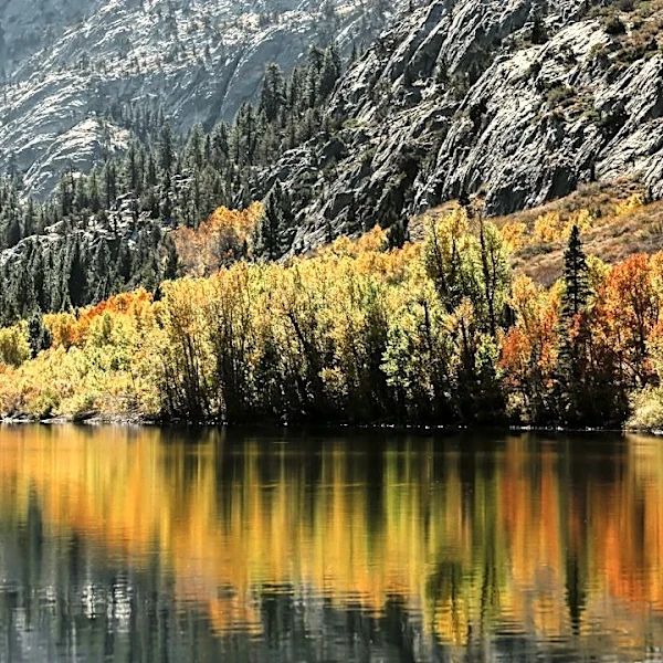 Mono Basin Fall Foliage Peaks Mid-October