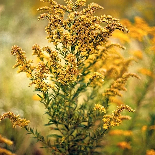 Warmer Fall Extends Allergy Season Across U.S.