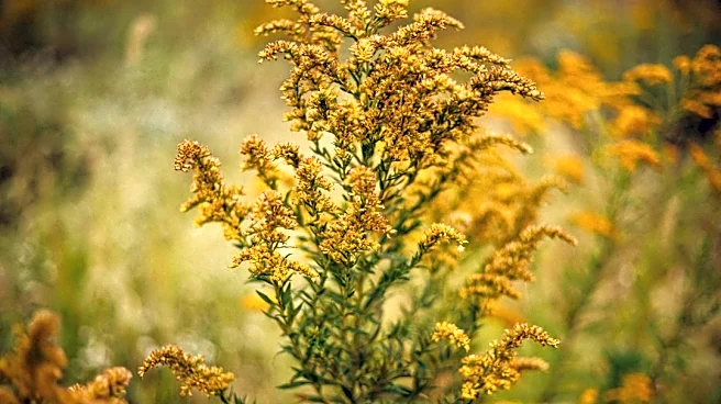 Warmer Fall Extends Allergy Season Across U.S.