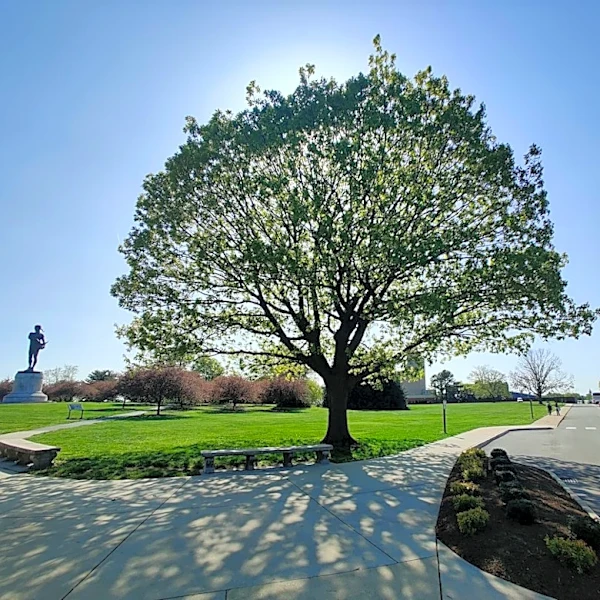 Baltimore's Tree Cover Boosts Climate Resilience