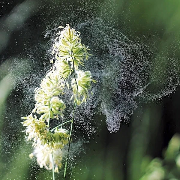 Seasonal Allergies: Timing and Triggers Explained