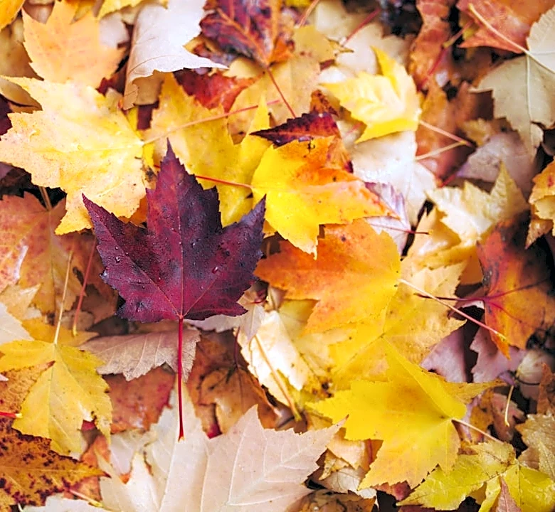 How to Stay Safe During Fall Weather Changes