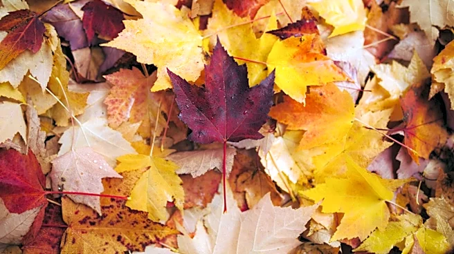 How to Stay Safe During Fall Weather Changes