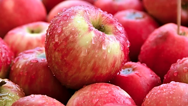 Understanding the Best Weather for Apple Picking