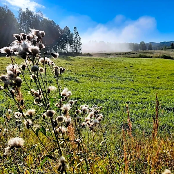 Prescribed Burn Planned at Green Meadows Preserve