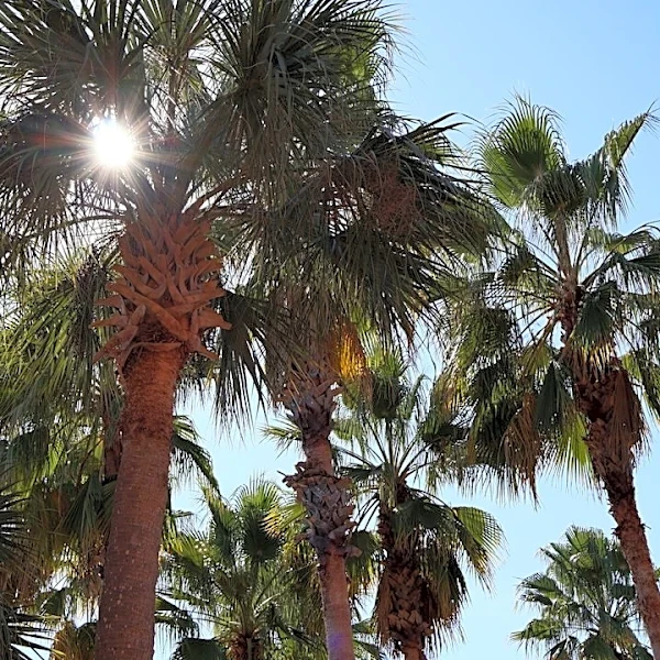 Warm Weather Continues in Orlando, FL