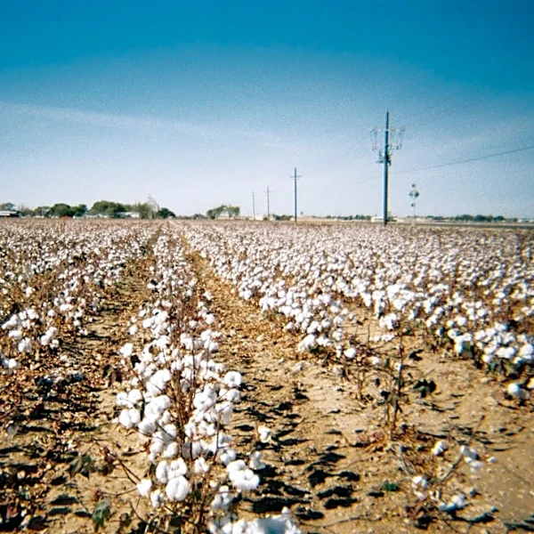 Texas Drought and Heat Strain Crops and Pastures