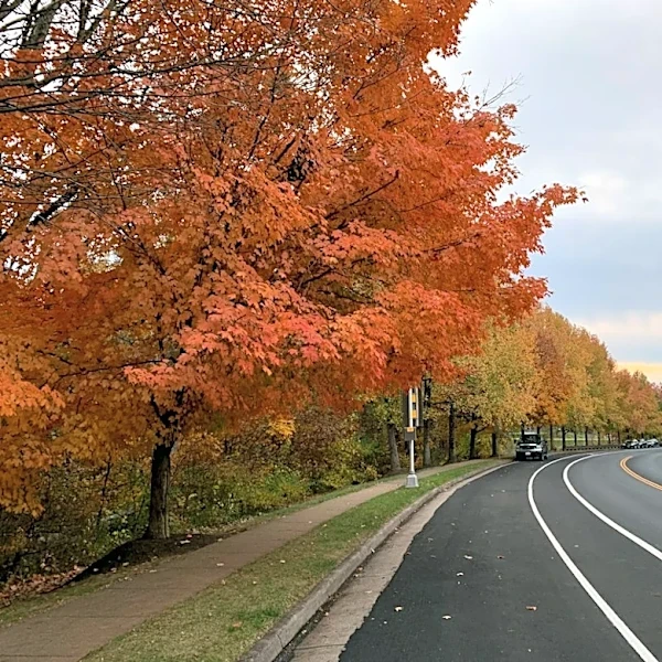 Drought May Dull Fall Colors in Virginia