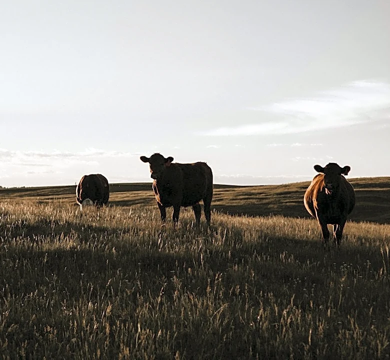 Targeted Grazing Aims to Reduce Wildfire Risks