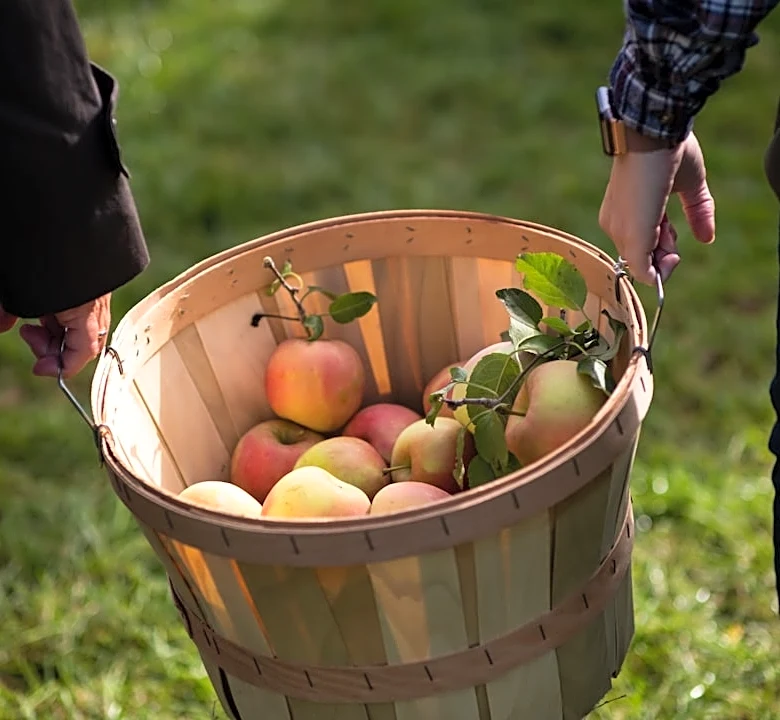 Understanding Weather Conditions for Cider Pressing Season