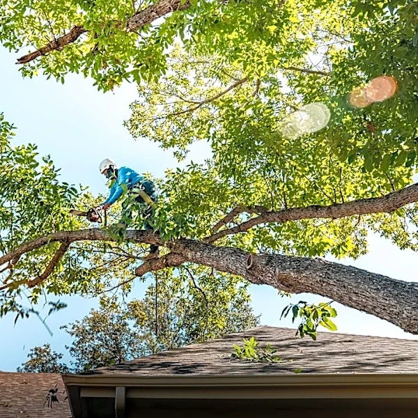 Chainsaw Safety Tips for Storm Cleanup