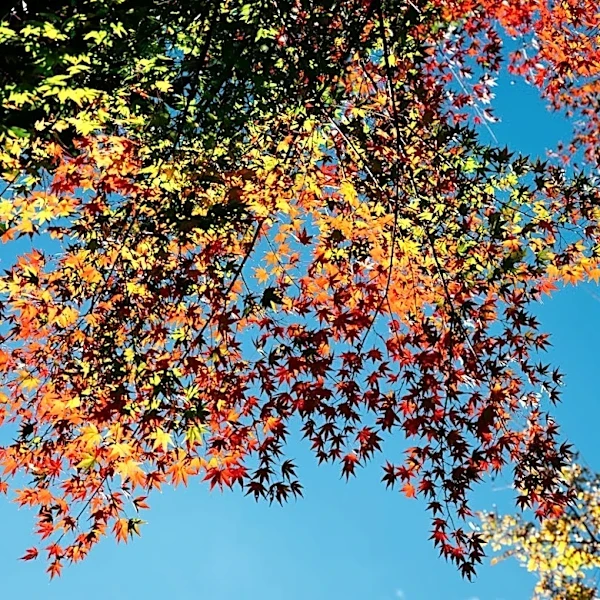 Understanding Fall Foliage: How Seasonal Changes Create Stunning Landscapes