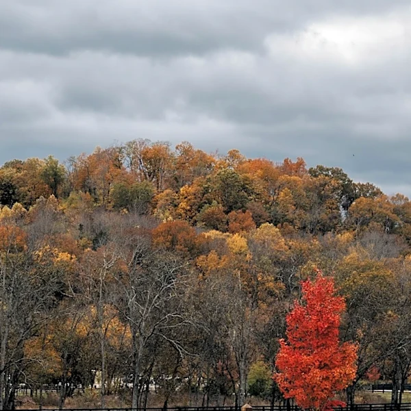 Tennessee Experiencing 'False Fall' After Heat Dome