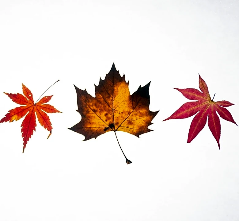 2026 Fall Foliage Peaks Begin Late September