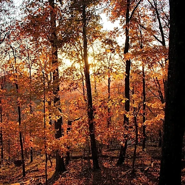 Cooler Fall Weather Returns to North Georgia
