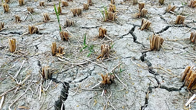 Plains Rain Boosts Wheat Planting Conditions