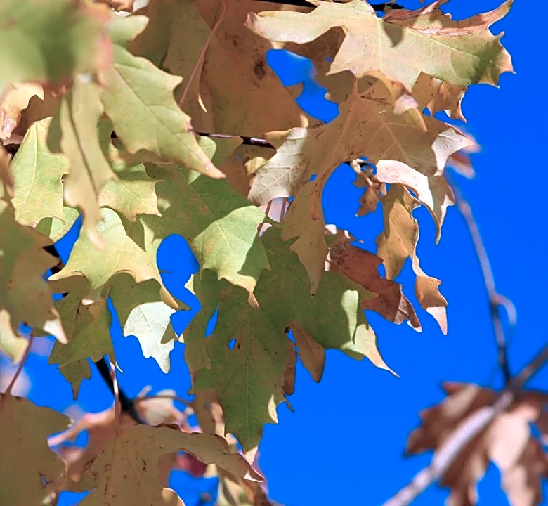 Warm Friday in Pocatello Before Cooler Weekend
