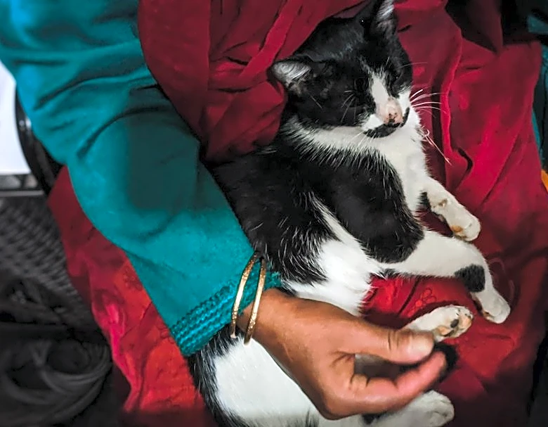 Prepare Pets for Power Outages During Storms