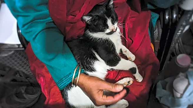 Prepare Pets for Power Outages During Storms
