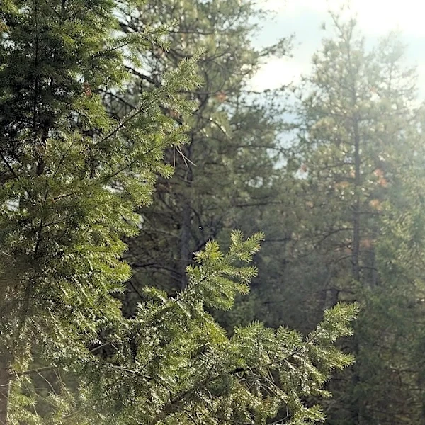 Wind Advisory Brings Rain and Cooler Weather to Spokane