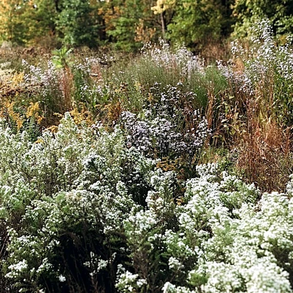 Indianapolis Frost Dates: Key Planting Insights