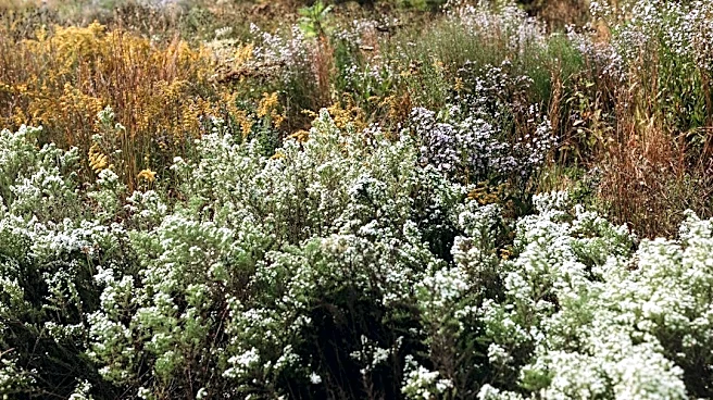 Indianapolis Frost Dates: Key Planting Insights