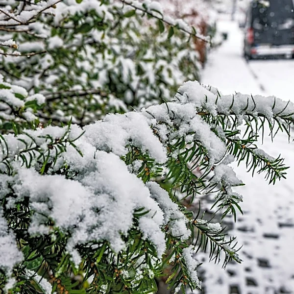 First Widespread Freeze Expected in Great Lakes, Northeast