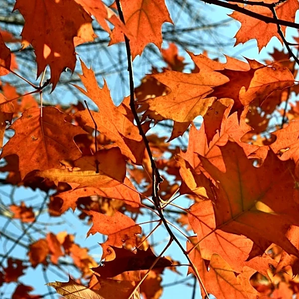 Understanding Fall Foliage: Why Leaves Change Color