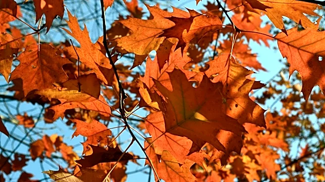 Understanding Fall Foliage: Why Leaves Change Color