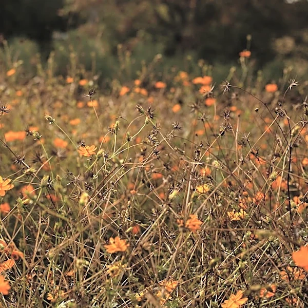 How Climate Change is Extending Fall Allergy Season