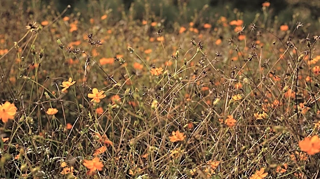 How Climate Change is Extending Fall Allergy Season