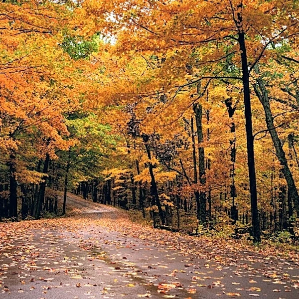 Understanding Southern Fall Weather: A Seasonal Guide