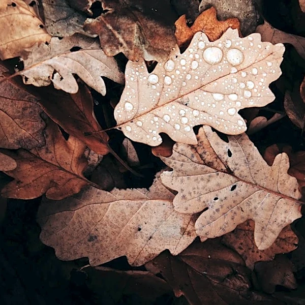 Understanding Fall Weather Patterns: Temperature Swings and Seasonal Changes