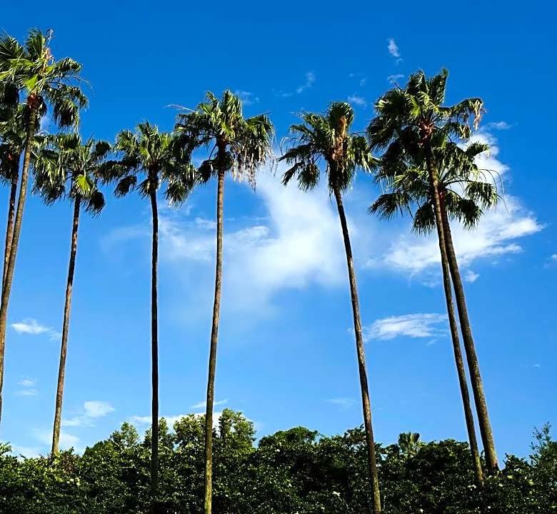 Warm Day With Clear Skies in Orlando, Florida