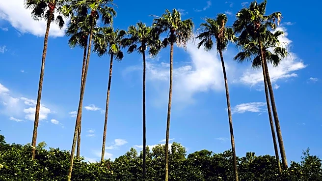 Warm Day With Clear Skies in Orlando, Florida