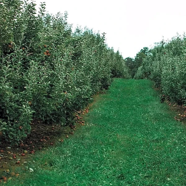 Massachusetts Apple Season Thrives Amid Ideal Weather