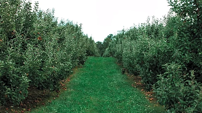 Massachusetts Apple Season Thrives Amid Ideal Weather