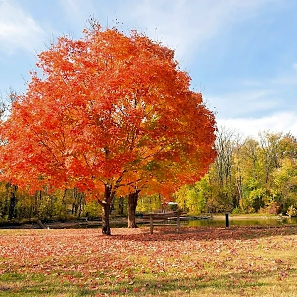 Cool, Calm Autumn Weather Persists in Columbus