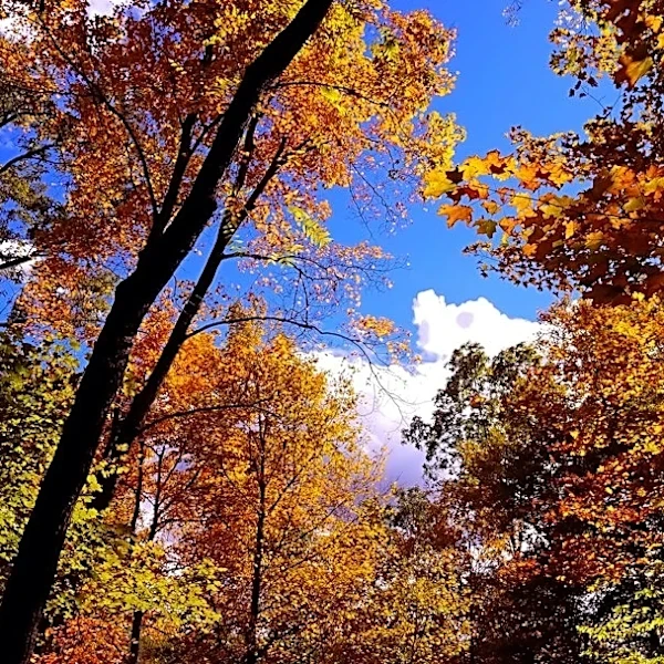 Vibrant Fall Colors Expected Across Ohio