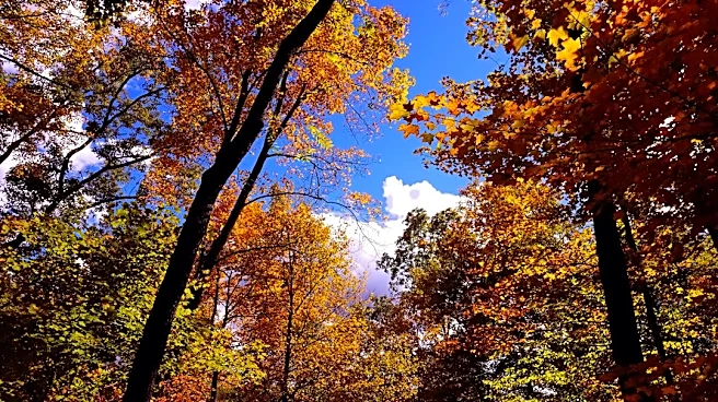 Vibrant Fall Colors Expected Across Ohio
