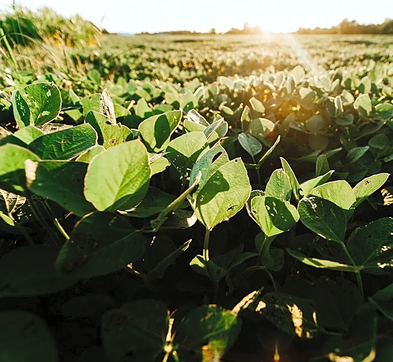 Severe Weather Threatens Midwest Soybean Yields